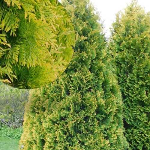 Thuja occidentalis 'Yellow Ribbon' - Harilik elupuu 'Yellow Ribbon' C2/2L